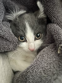 Alba - Photo 9