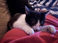 Miss Maple (Bonded with Scotty) - Photo 11