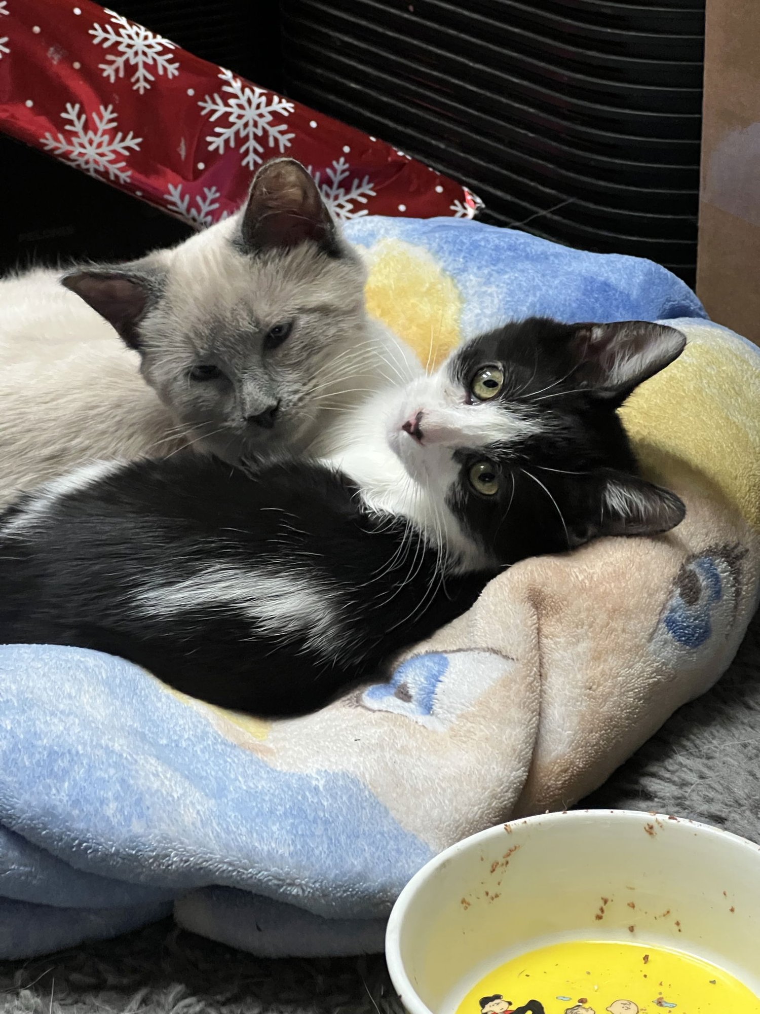 MISS MAPLE (BONDED WITH SCOTTY) - Domestic Short Hair available for adoption