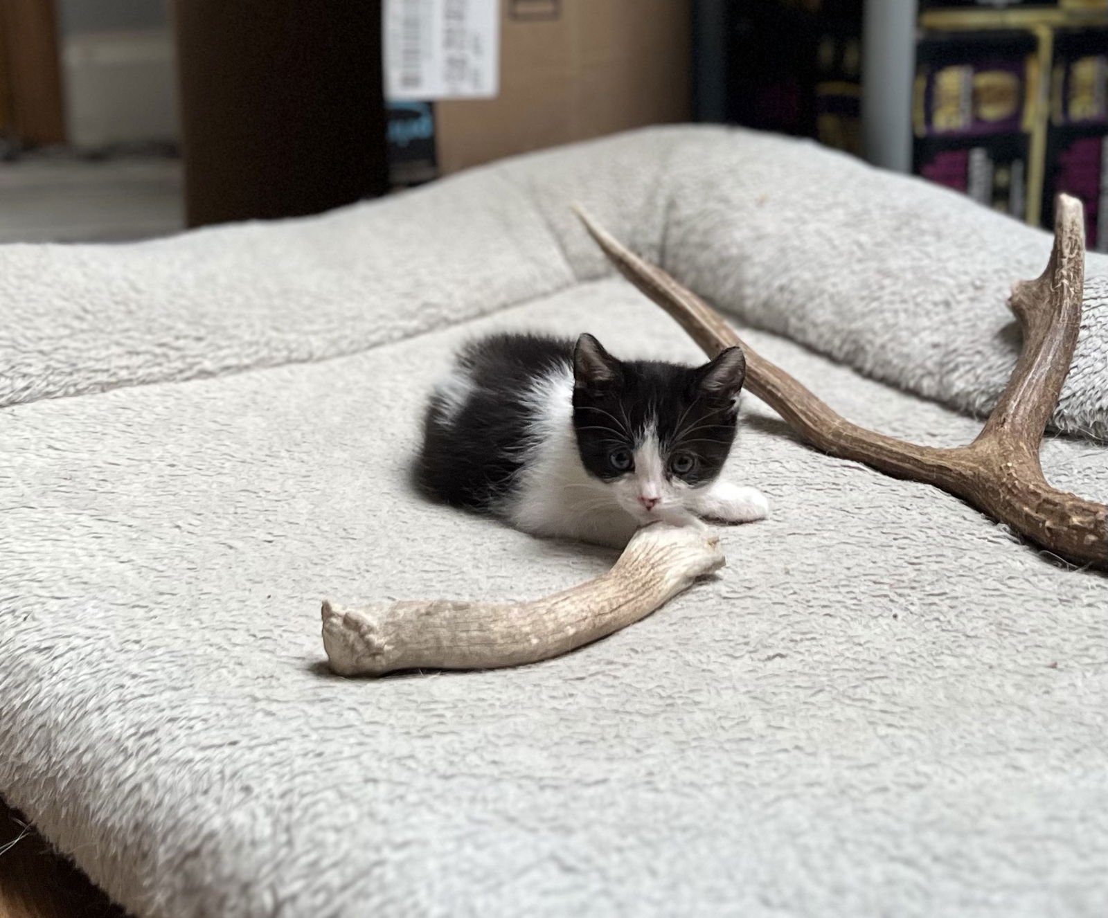 Miss Maple (Bonded with Scotty) - Photo 7