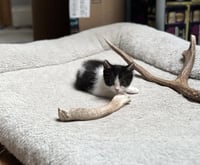 Miss Maple (Bonded with Scotty) - Photo 13