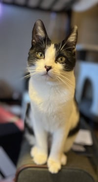 Miss Maple (Bonded with Scotty) - Photo 3