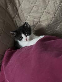 Miss Maple (Bonded with Scotty) - Photo 14