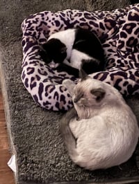 Miss Maple (Bonded with Scotty) - Photo 12