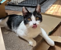 Miss Maple (Bonded with Scotty) - Photo 4