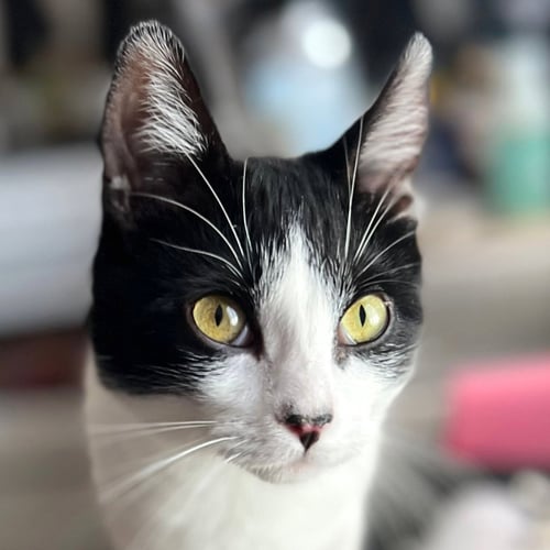 MISS MAPLE (BONDED WITH SCOTTY) - Domestic Short Hair available for adoption
