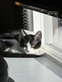 Miss Maple (Bonded with Scotty) - Photo 10