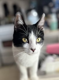 Miss Maple (Bonded with Scotty) - Photo 6
