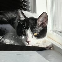 Miss Maple (Bonded with Scotty) - Photo 5