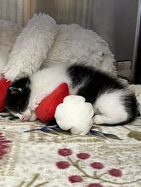 Miss Maple (Bonded with Scotty) - Photo 15
