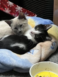 Miss Maple (Bonded with Scotty) - Photo 7