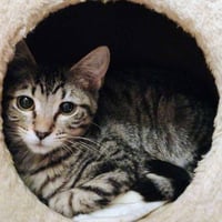 Mr. Bennet - AC Kitty! - Photo 2