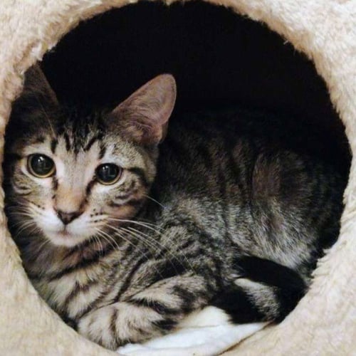 MR. BENNET - AC KITTY! - Domestic Short Hair available for adoption