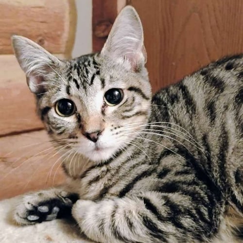 MR. BENNET - AC KITTY! - Domestic Short Hair for adoption in Laramie