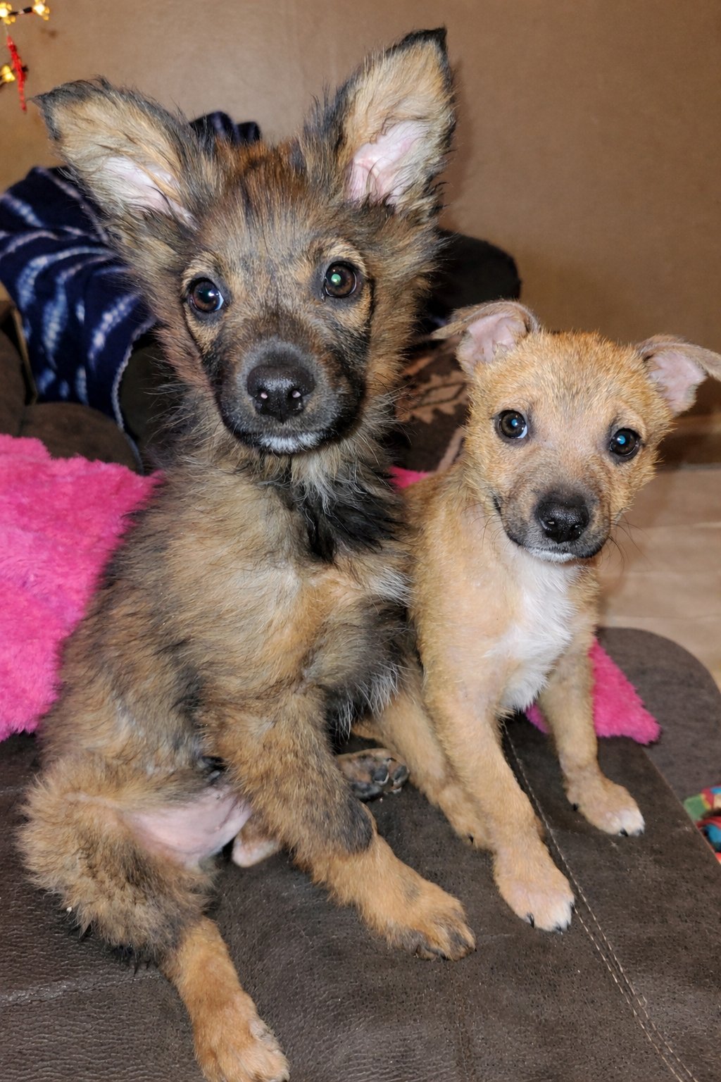 Ranger (FTF Only) - Photo 3