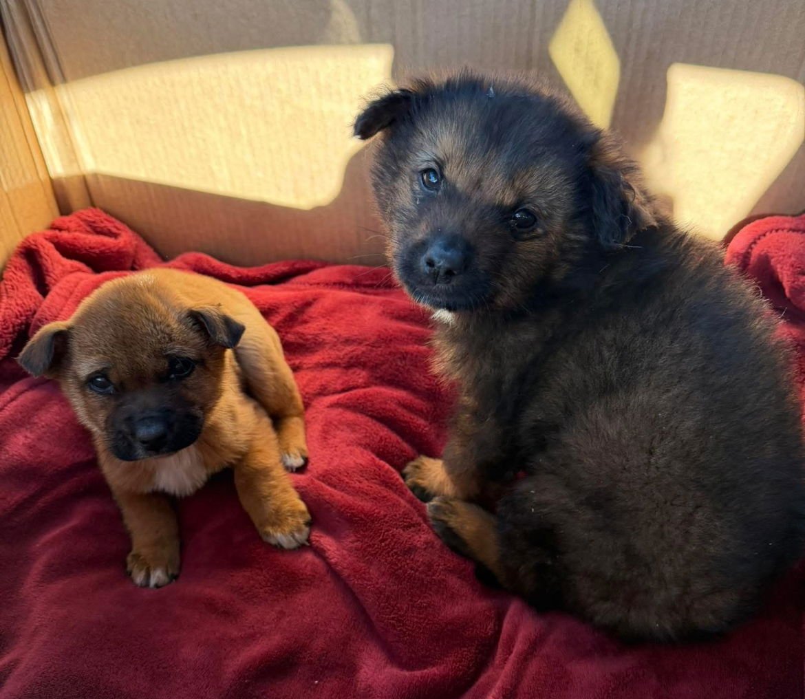 Ranger (FTF Only) - Photo 7