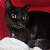 Joan (Barn Cat) - Photo 1