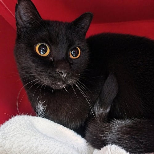 JOAN (BARN CAT) - Domestic Short Hair for adoption in Laramie