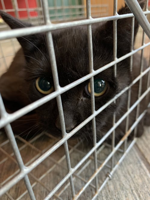 JOAN (BARN CAT) - Domestic Short Hair available for adoption