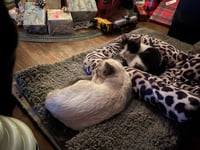 Scotty (Bonded with Miss Maple) - Photo 17