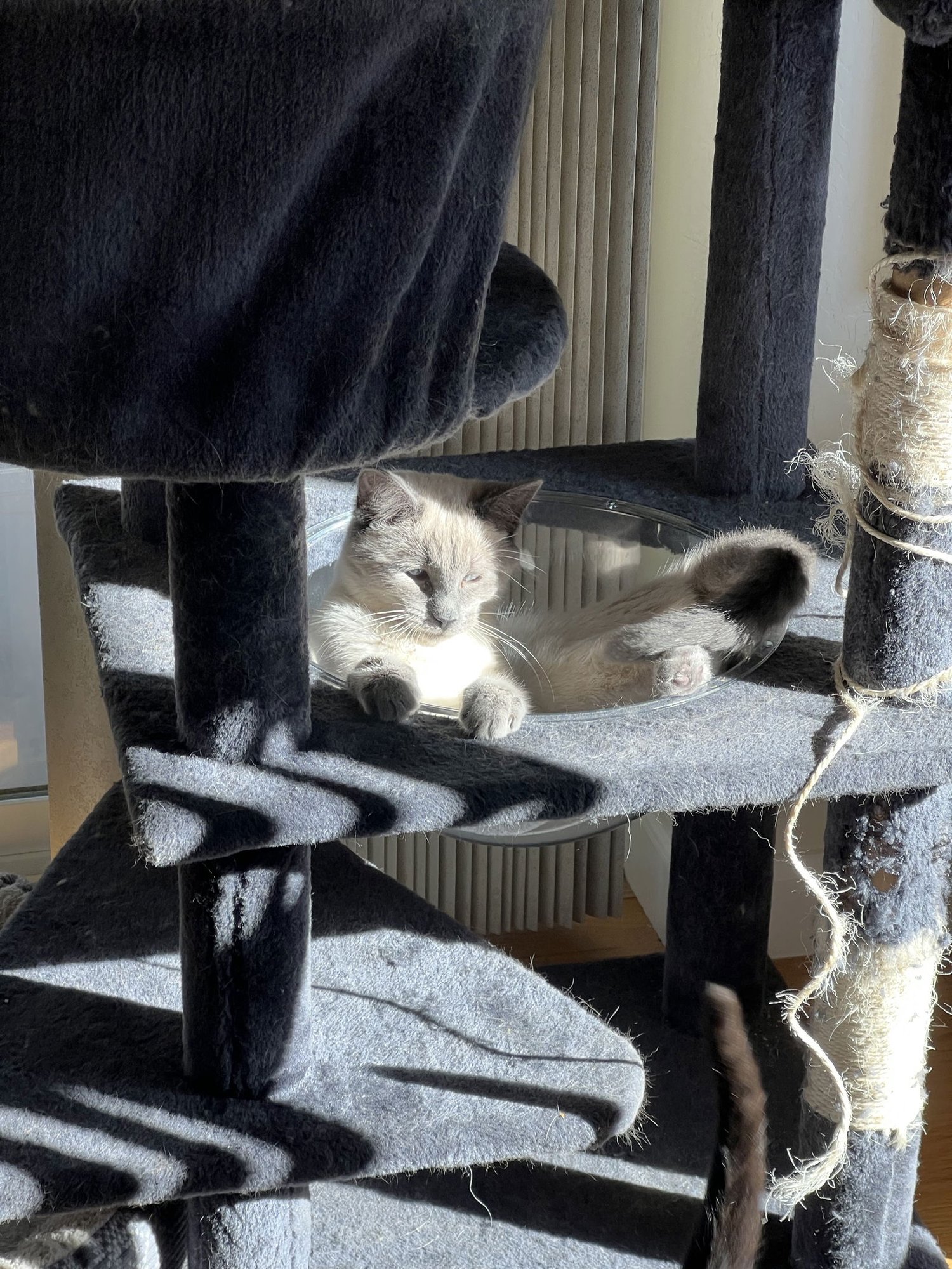 Scotty (Bonded with Miss Maple) - Photo 2