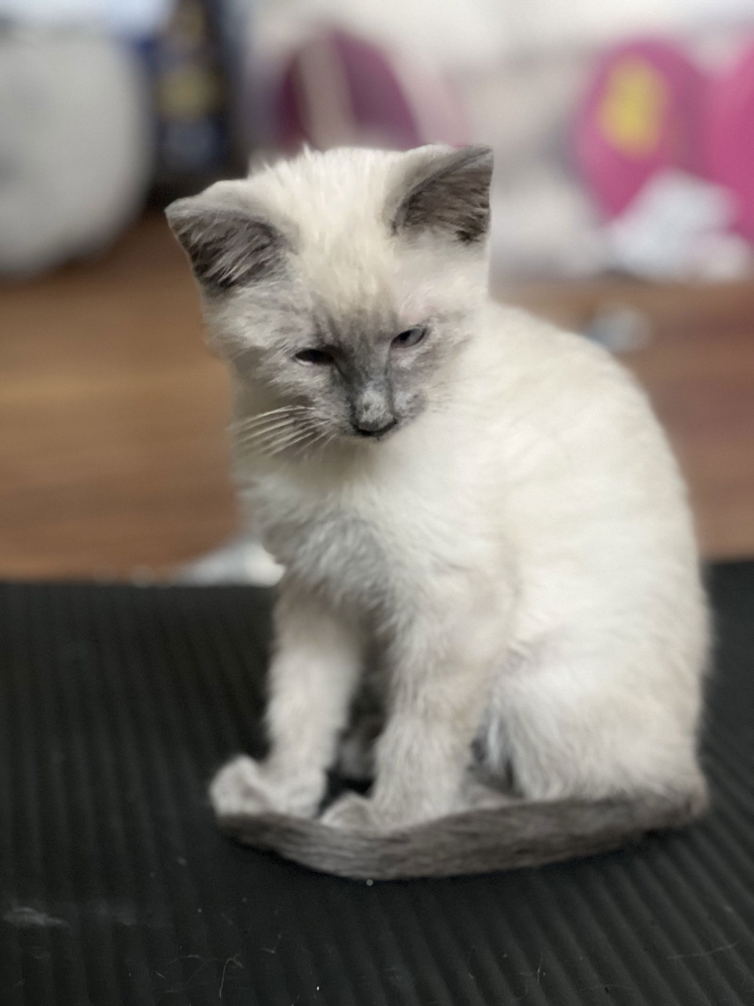 Scotty (Bonded with Miss Maple) - Photo 11
