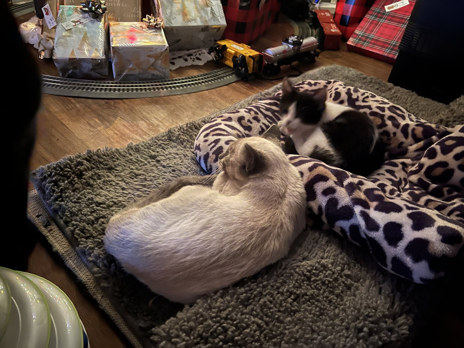 Scotty (Bonded with Miss Maple) - Photo 12