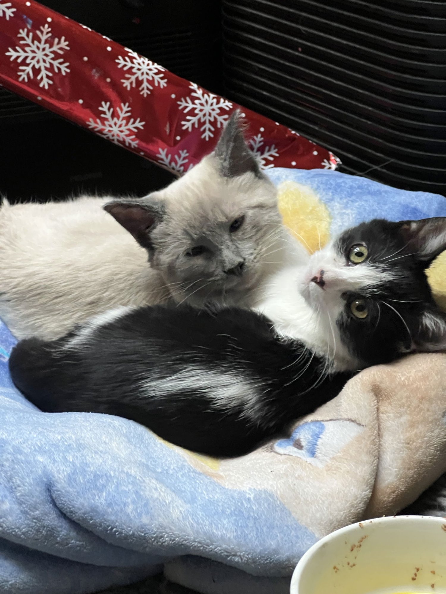 Scotty (Bonded with Miss Maple) - Photo 3