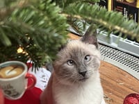 Scotty (Bonded with Miss Maple) - Photo 9