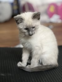 Scotty (Bonded with Miss Maple) - Photo 16