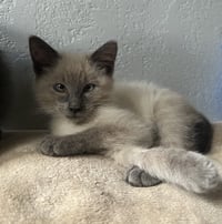 Scotty (Bonded with Miss Maple) - Photo 13