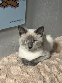 Scotty (Bonded with Miss Maple) - Photo 10