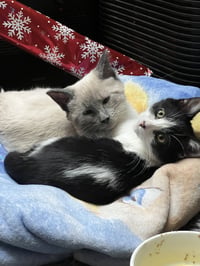 Scotty (Bonded with Miss Maple) - Photo 7
