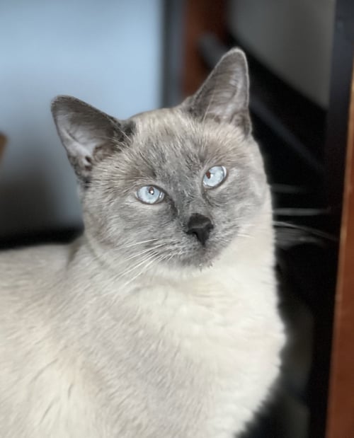 SCOTTY (BONDED WITH MISS MAPLE) - Domestic Short Hair available for adoption