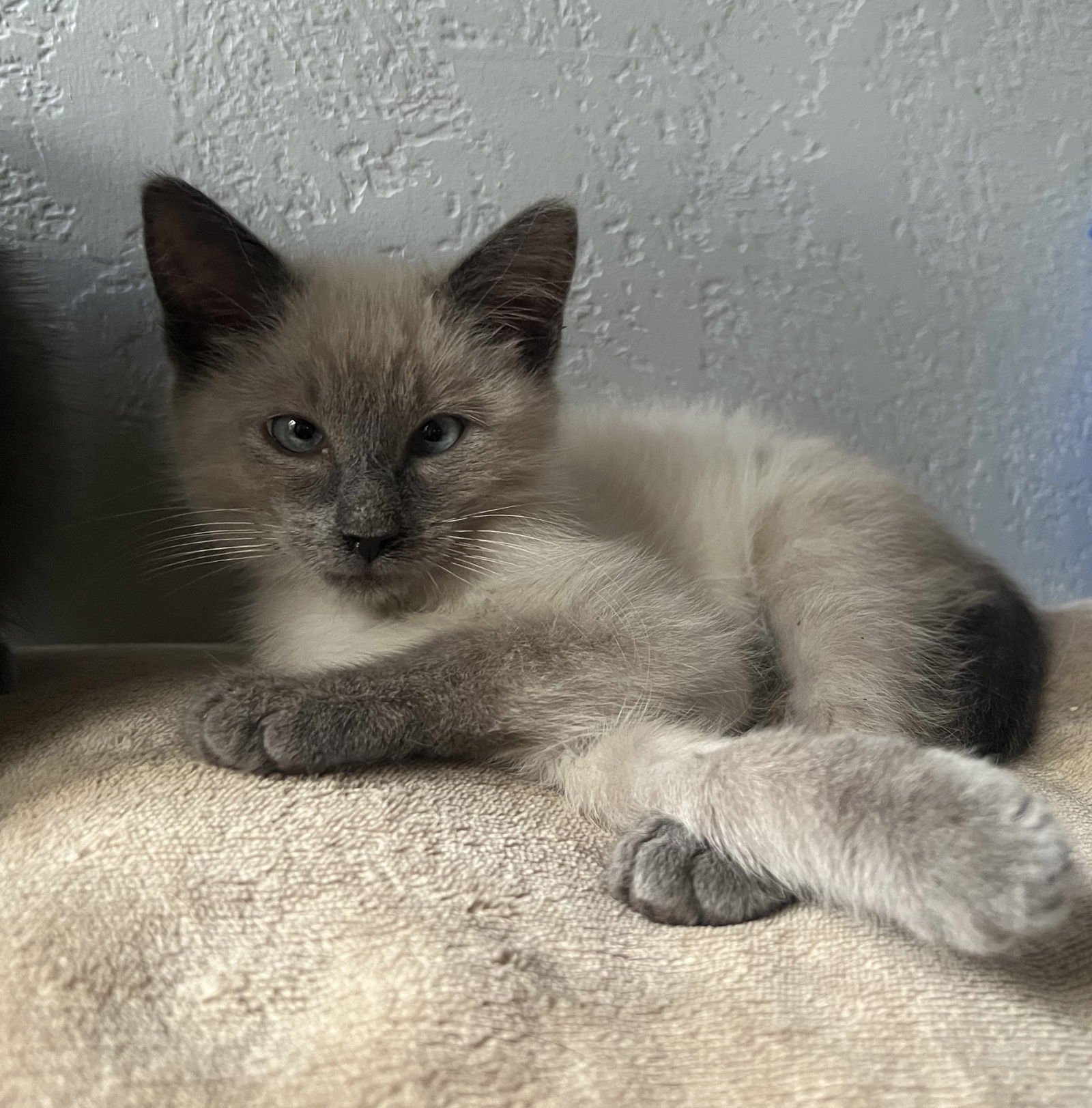 Scotty (Bonded with Miss Maple) - Photo 8