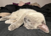 Scotty (Bonded with Miss Maple) - Photo 4