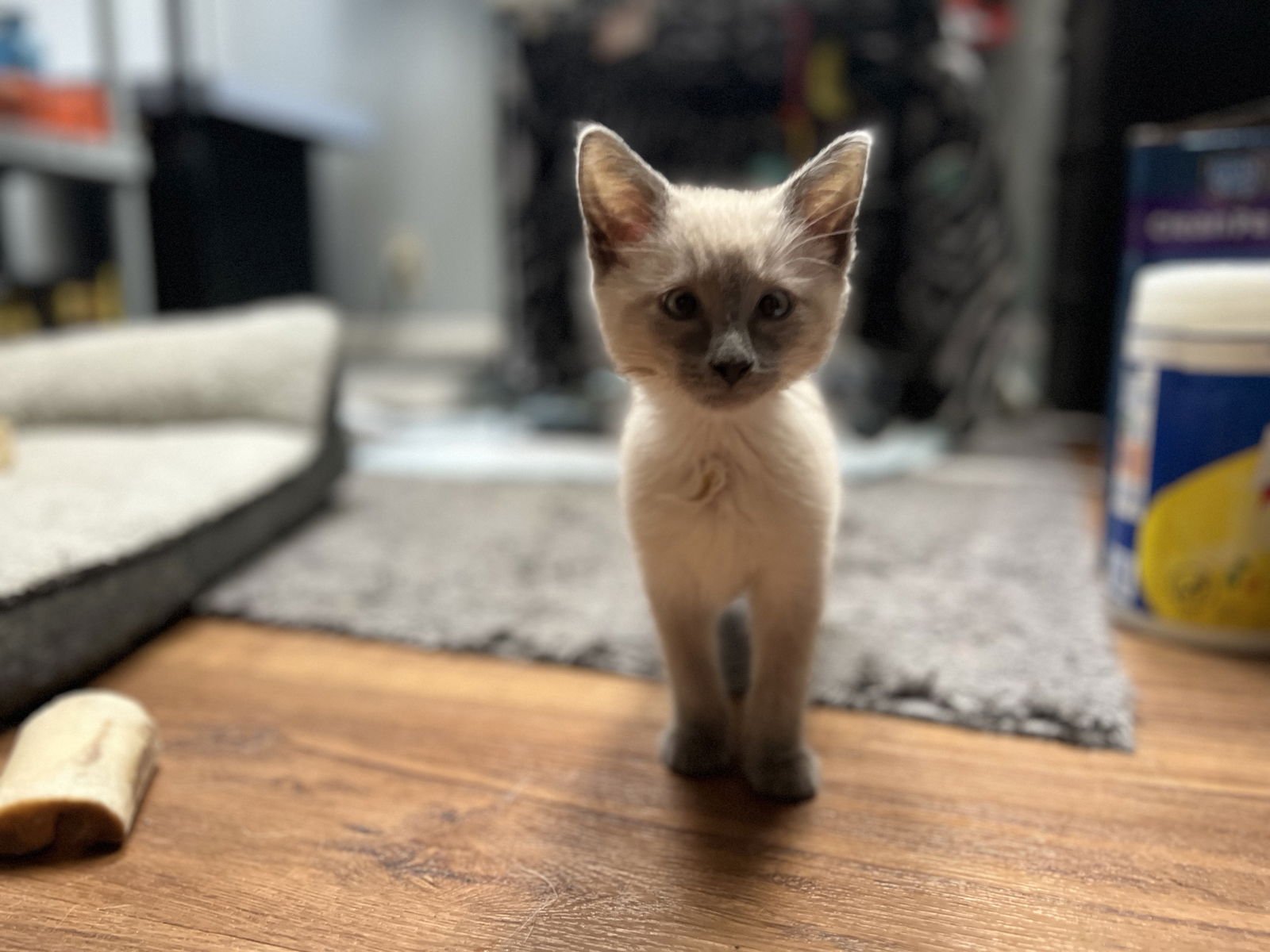 Scotty (Bonded with Miss Maple) - Photo 10