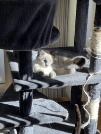Scotty (Bonded with Miss Maple) - Photo 6