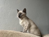 Scotty (Bonded with Miss Maple) - Photo 14