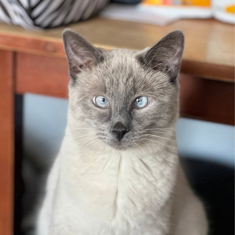 Scotty (Bonded with Miss Maple) Image