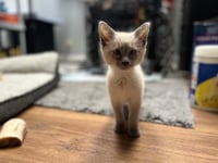 Scotty (Bonded with Miss Maple) - Photo 15