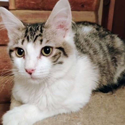 MR. DARCY - AC KITTY! - Domestic Long Hair for adoption in Laramie
