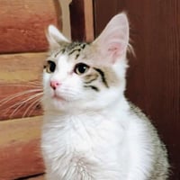 Mr. Darcy - AC Kitty! - Photo 2