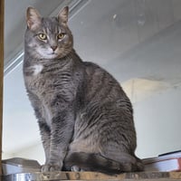 Ilari - AC Kitty! - Photo 6