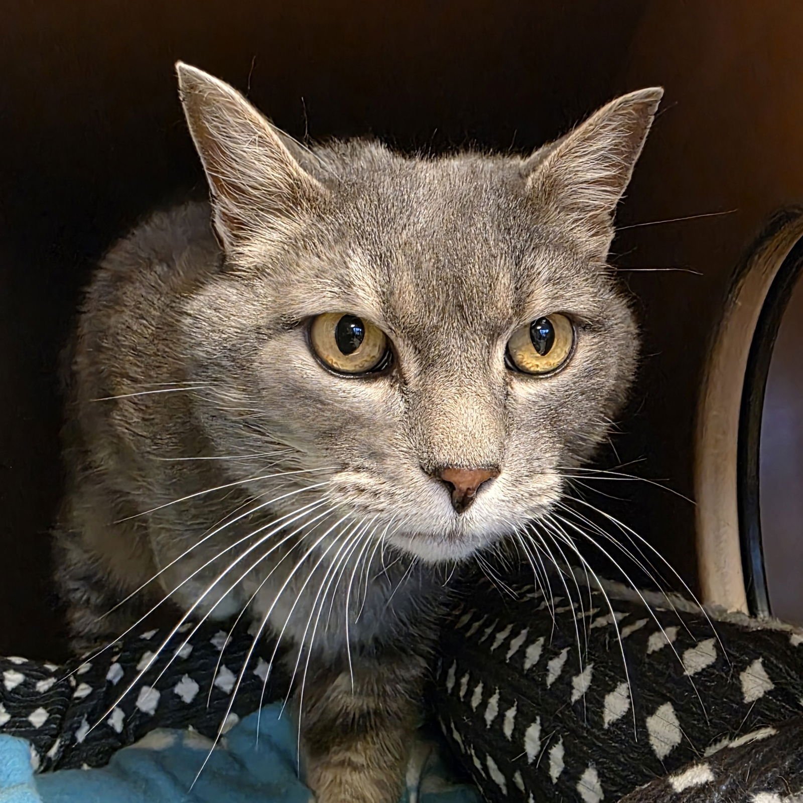 ILARI - Domestic Short Hair available for adoption