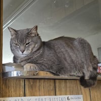 Ilari - AC Kitty! - Photo 5