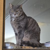 Ilari - AC Kitty! - Photo 7