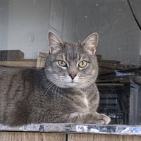 Ilari - AC Kitty! - Photo 3