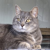 Ilari - AC Kitty! - Photo 1