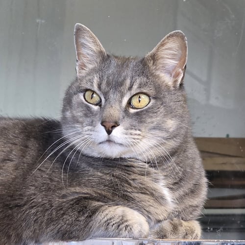 ILARI - AC KITTY! - Domestic Short Hair for adoption in Laramie